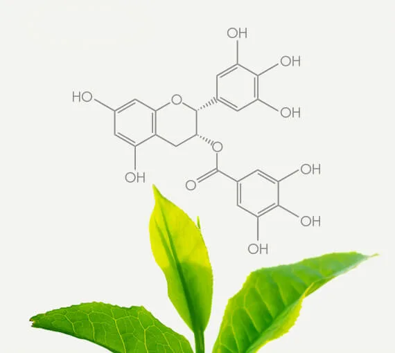 Pomi-T® – The Original Clinically Studied Polyphenol Formula 11 Green Tea Polyphenol